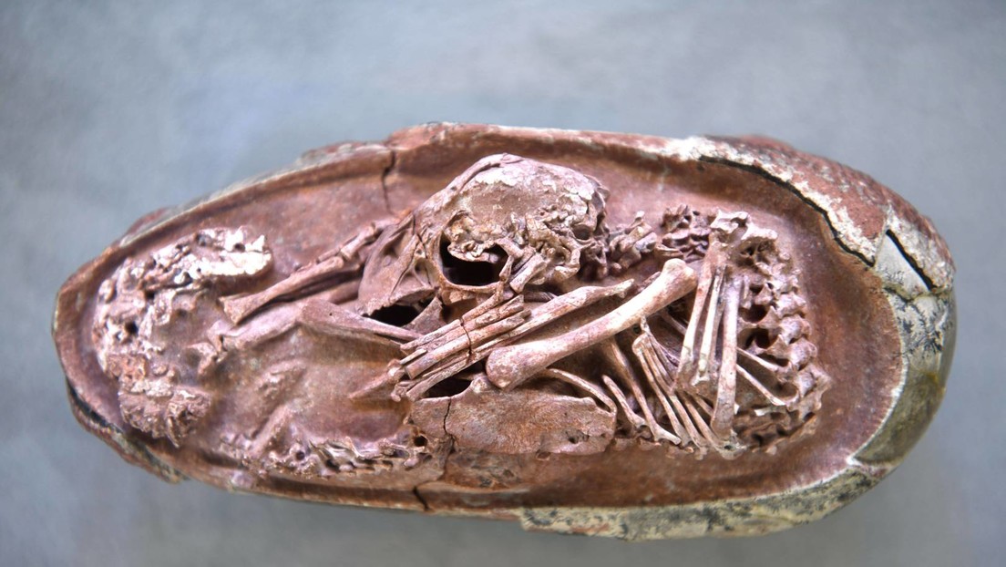 Brütende Saurier in China gefunden – die Fossilien sind 190 Millionen Jahre alt