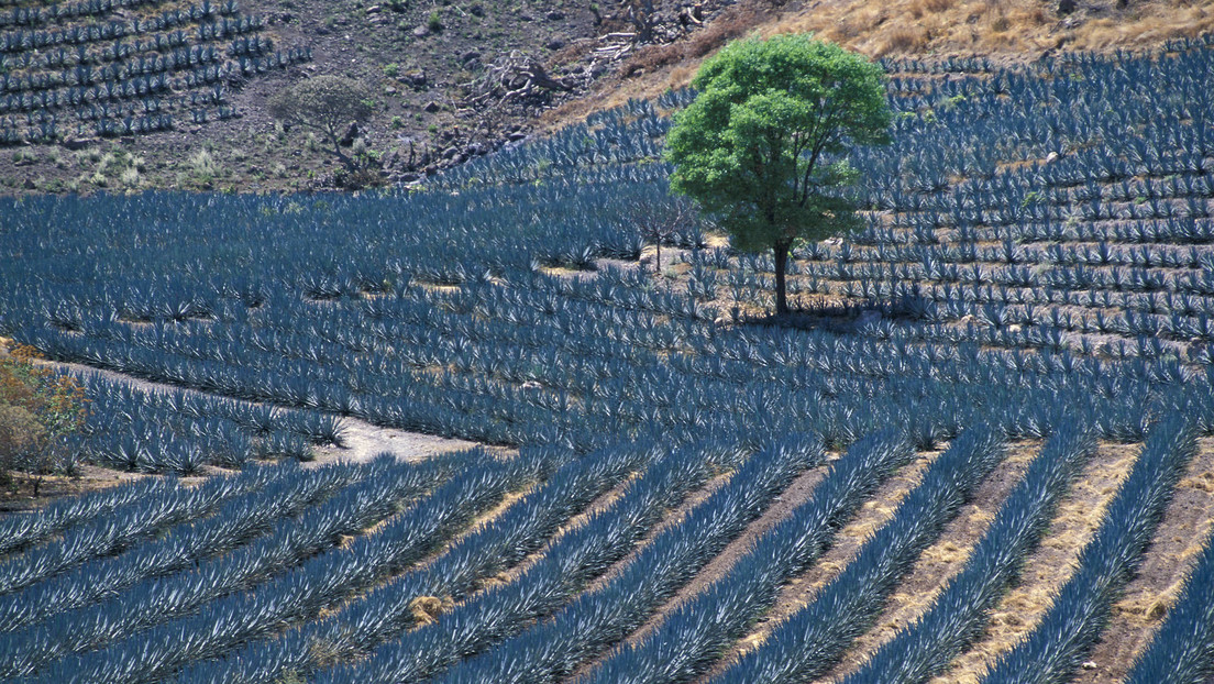 México contratará al menos 300 hondureños para trabajos agrícolas