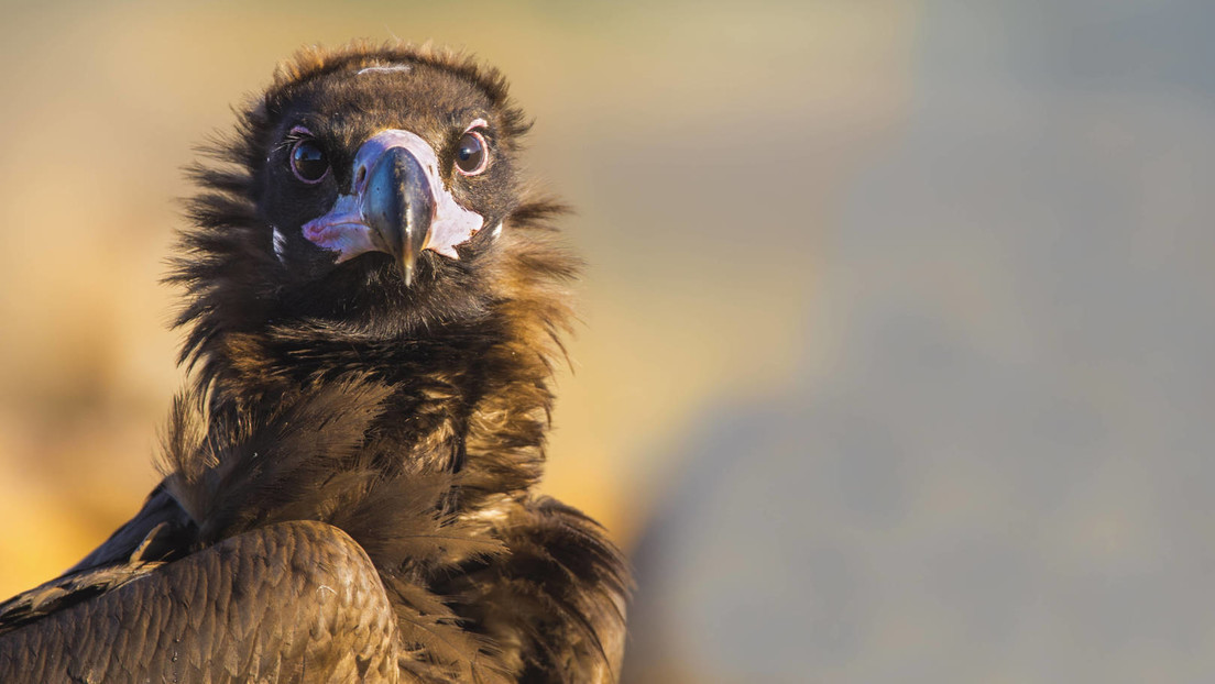 EU schließt Impfstoffvertrag über bis zu 40 Millionen Dosen gegen Vogelgrippe-Virus