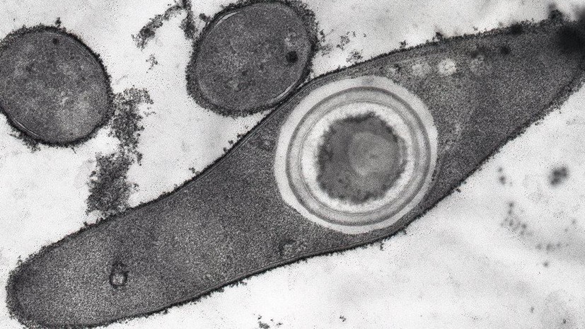 Вопреки биологическим закономерностям: российские учёные открыли причину широкого распространения термостойких бактерий