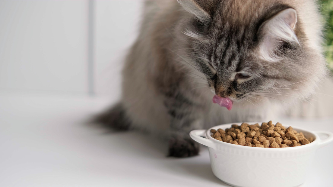 Sanktionen? Mars Incorporated und Nestlé dominieren russischen Tierfuttermarkt