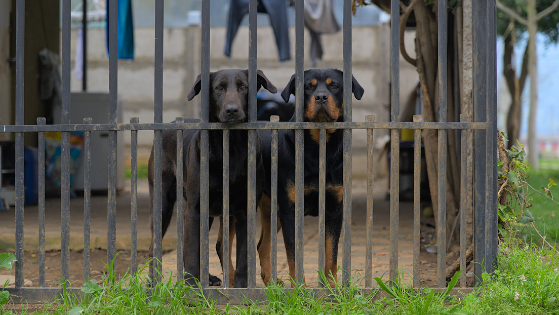 Dos perros frustran un intento de robo en México y provocan que ladrón salte desde un segundo piso (VIDEO)