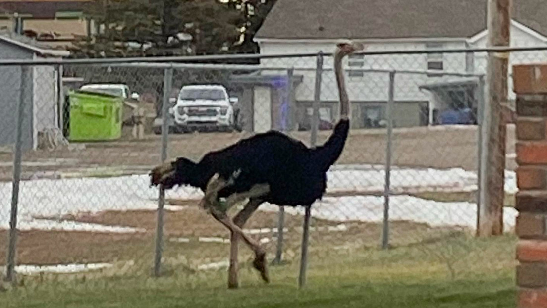 Unos 20 avestruces invaden las calles de Canadá al escaparse de su casa